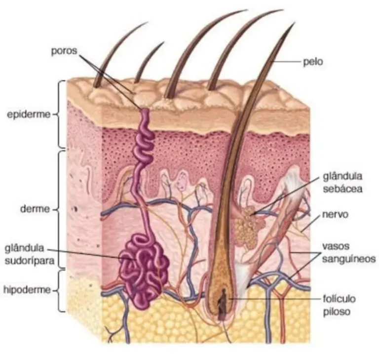 Imagem ilustrativa da estrutura da pele