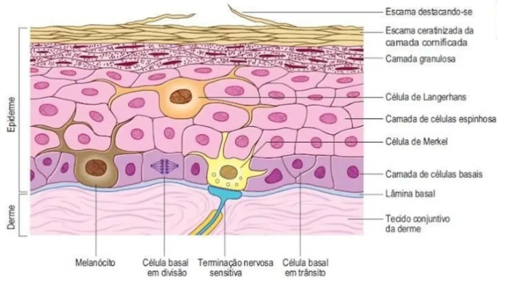 (Imagem ilustrativa mostrando a coesão entre os queratinócitos e a disposição de outras células que participam nos mecanismos de proteção da pele)