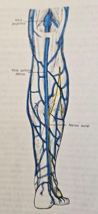 imagem ilustrando a Veia safena externa (ou parva)
