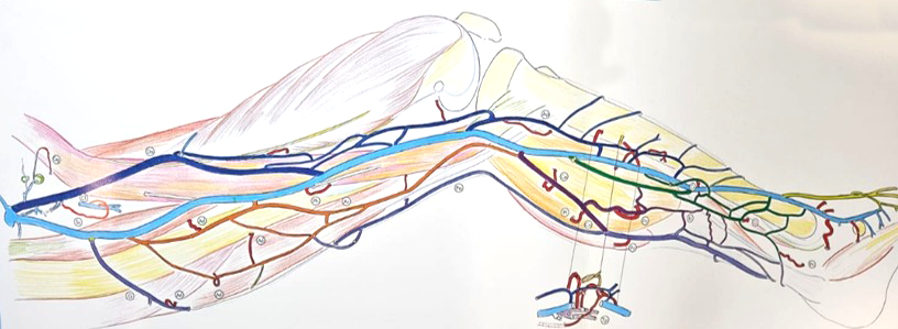 imagem ilustrando a veia safena interna (ou magna) em azul claro
